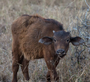 Bufalo africano juv. (Syncerus caffer) African Buffalo cub, Kruger NP