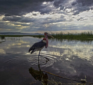 Marabù, Marabou Stork Awasa