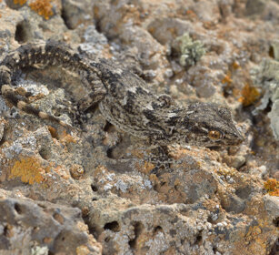 Geco delle Canarie (Tarentola angustimentalis) East Canary Gecko, Fuerteventura