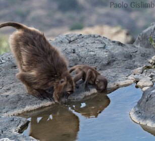 Gelada, Gelada Baboons Debre Libanos