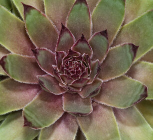 Semprevivo (Sempervivum), houseleek