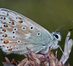 Argo azzurro (Polyommatus icarus), Common Blue