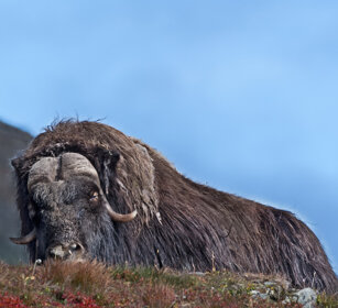 Bue muschiato (Ovibos moschatus), Muskox parco nazionale di Dovrefjell, Dovrefjell NP