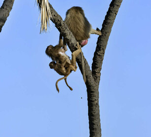 Amadriadi, Amadryas Baboons parco Awash, Awash NP