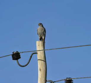 Astore cantante, Dark Chanting Goshawk Bale mountains 