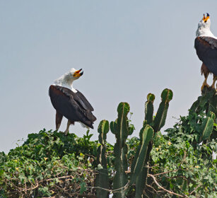 Aquila pescatrice africana Uganda