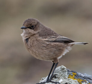 Cercomela sordida, Moorland Chat Sanetti plateau