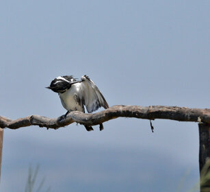 Martin pescatore bianco e nero (Ceryle rudis) Pied Kingfisher, lago Awasa, lake Awasa
