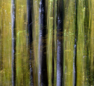Abstract forest Jacques Cartier NP