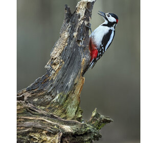 Picchio rosso maggiore, Great Spotted Woodpecker Polonia, Poland Picchio rosso maggiore, Great Spotted Woodpecker Polonia, Poland