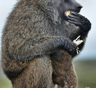 Babbuino anubino (Papio anubis), Olive Baboon