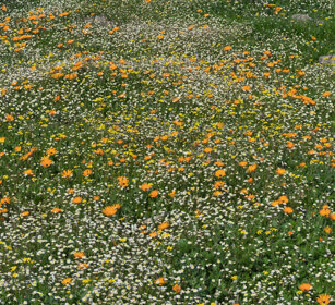 fioriture, flowering Riserva naturale De Hoop, De Hoop natural reserve