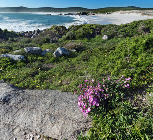 paesaggio, landscape PN della West Coast, West Coast NP