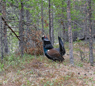 Gallo cedrone, Capercaillie Finlandia, Finland Gallo cedrone, Capercaillie Finlandia, Finland