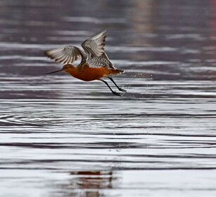Pittima minore, Bar-tailed Godwit Norvegia, Norway, Varanger