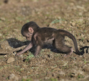 piccolo di Gelada, young Gelada Baboon Simien mountains