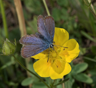 Argo azzurro (Polyommatus icarus), Common Blue