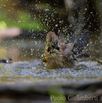 Ghiandaia (Garrulus glandarius), Jay Castelletto Merli (Al)