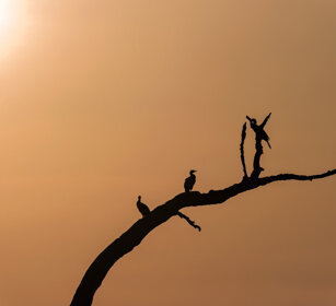 Cormorani (Phalacrocorax carbo), Cormorants fiume Kabini, Kabini river, Nagarhole NP, Karnataka