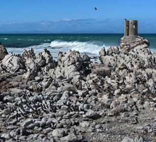 colonia di Cormorani, Cormorants colony Capo Peninsula, Cape Peninsula