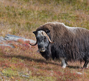 Bue muschiato (Ovibos moschatus), Muskox parco nazionale di Dovrefjell, Dovrefjell NP