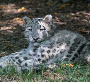 Leopardo delle nevi, Snow Leopard giovane, juvenile