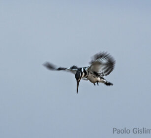 Martin pescatore bianco e nero (Ceryle rudis) Pied Kingfisher, lago Zway, lake Zway