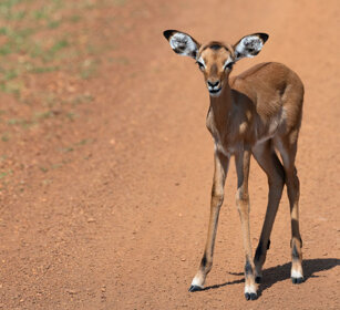 Cobo ugandese juv. Uganda