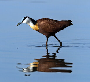 Jacana africana (Actophilornis africanus) African Jacana, lago Awasa, lake Awasa