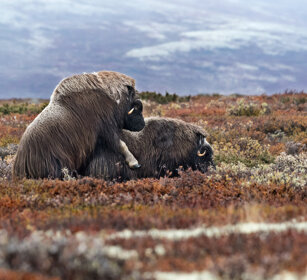 Buoi muschiati (Ovibos moschatus), Muskoxen parco nazionale di Dovrefjell, Dovrefjell NP