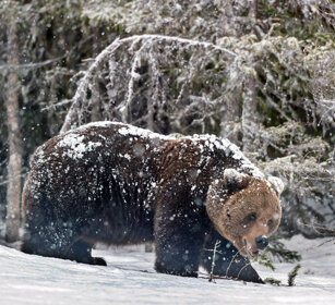 Orso bruno (Ursus arctos), Brown Bear Finlandia, Finland