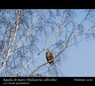 Aquila di mare, White-tailed Eagle Polonia, Poland Aquila di mare, White-tailed Eagle Polonia, Poland