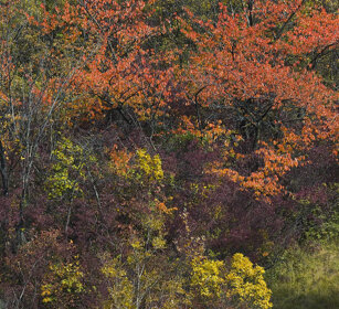 Bosco, wood Oulx (To)