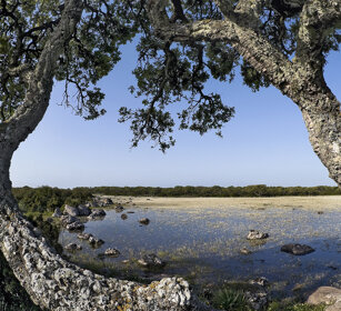 paesaggio, landscape Giara di Gesturi, Sardegna, Sardinia