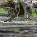 Merlo (Turdus Merula), Blackbird Castelletto Merli (Al)