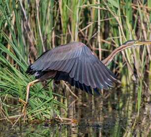 Airone rosso (Ardea purpurea) Purple Heron Airone rosso (Ardea purpurea) Purple Heron