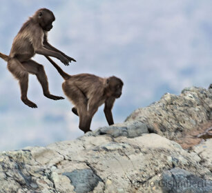 Gelada, Gelada Baboons Debre Libanos