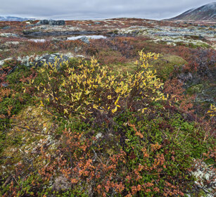 tundra parco nazionale di Dovrefjell, Dovrefjell NP