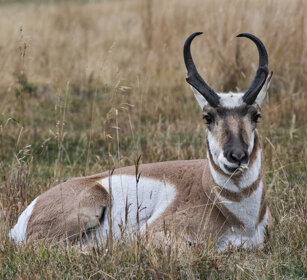 maschio di Antilocapra (Antilocapra americana) male Pronghorn, PN di Yellowstone, Yellowstone NP