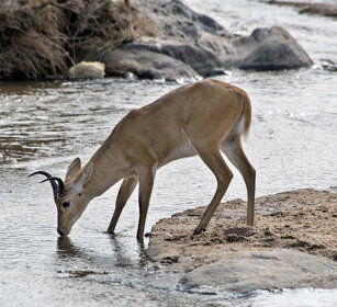 Antilope Cervicapra (Redunca redunca) Bohor Reedbuck, Serengeti NP