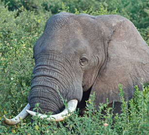 Elefante di savana Uganda