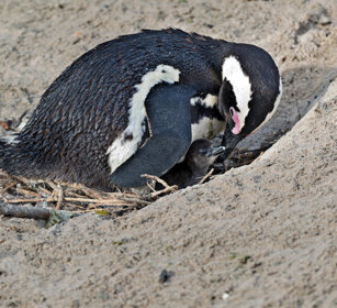 Pinguini del Capo (Spheniscus demersus) Jackass Penguins, Boulders Beach