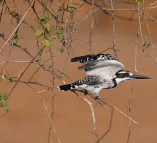 Martin pescatore bianconero Uganda