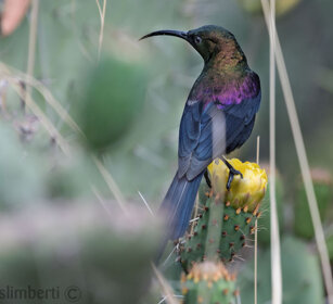 Nettarinia Tacazze (Nectarinia tacazze) Tacazze Sunbird, Debre Libanos