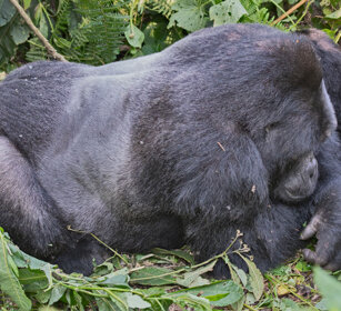 Gorilla di montagna Uganda