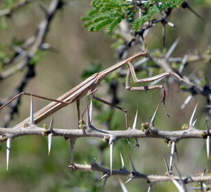Mantide, Mantis Debre Libanos