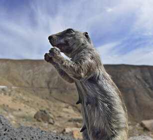 Xero del Nord Africa (Atlantoxerus getulus) Barbary Ground Squirrel, Fuerteventura, parque Rural