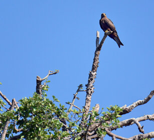 Nibbio beccogiallo (Milvus aegyptius) Yellow-billed Kite, lago Awasa, lake Awasa