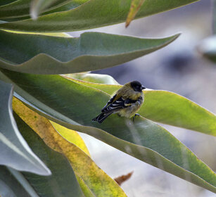 Canarino testanera (Serinus nigriceps) Black-headed Siskin, Simien mountains