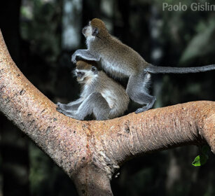 Cercopitechi grigioverdi (Chlorocebus aethiops) Grivet monkeys, lago Awasa, lake Awasa